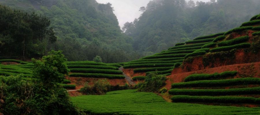 Vietnam - Crop Trust